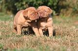 DOGUE DE BORDEAUX 442